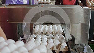 Hen eggs packing by hands into the carton trays in farmhouse