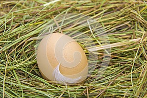 Hen eggs in straw ,fresh farmer`s egg.