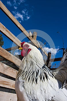 Hen in the farm