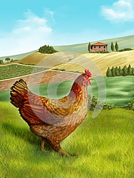 Hen and farm