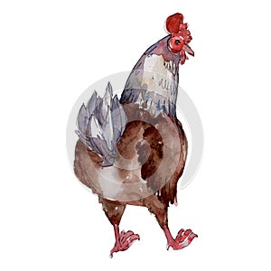 Hen farm animal isolated. Watercolor background illustration set. Isolated chicken illustration element.