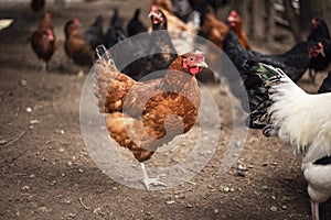 Hen on the farm. Chicken portrait of domestic animal