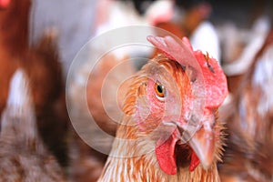 A hen from the farm in Rollingen, Luxembourg