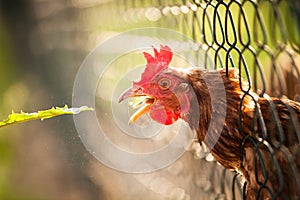 Hen in a farmyard