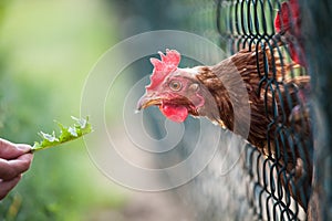 Hen in a farmyard photo