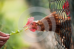 Hen in a farmyard photo