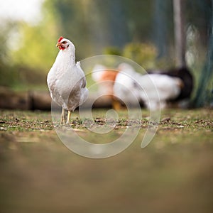 Hen in a farmyard