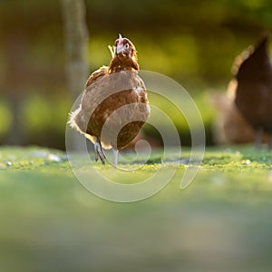 Hen in a farmyard