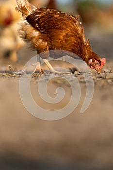 Hen in a farmyard