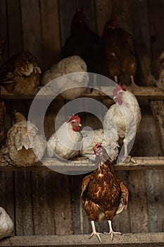 Hen in a farmyard