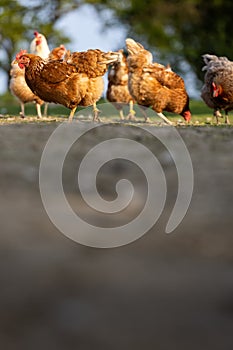 Hen in a farmyard