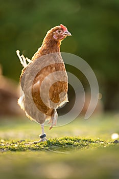 Hen in a farmyard