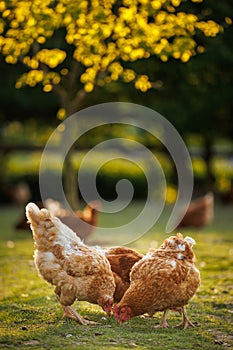 Hen in a farmyard