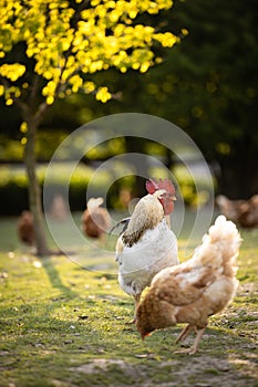 Hen in a farmyard