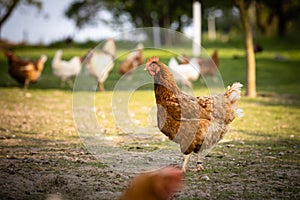 Hen in a farmyard