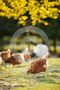 Hen in a farmyard