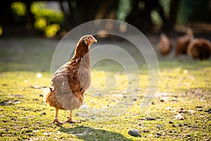 Hen in a farmyard