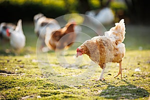 Hen in a farmyard