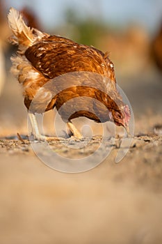 Hen in a farmyard