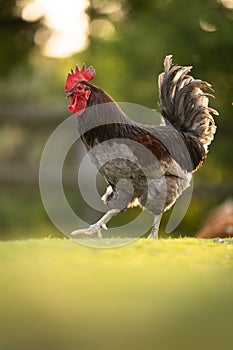 Hen in a farmyard