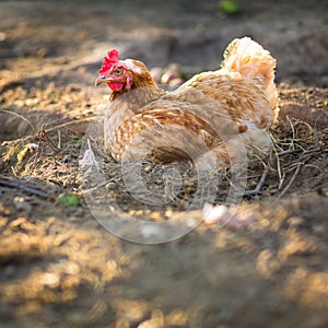 Hen in a farmyard