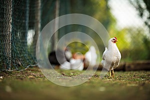 Hen in a farmyard