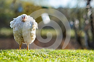 Hen feed on traditional rural barnyard. Close up of chicken standing on barn yard with green grass. Free range poultry farming