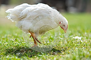 Hen feed on traditional rural barnyard. Close up of chicken standing on barn yard with green grass. Free range poultry farming