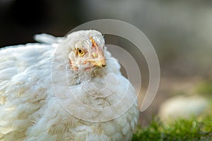 Hen feed on traditional rural barnyard. Close up of white chicken sitting on barn yard with green grass. Free range poultry