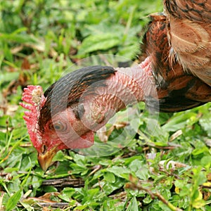 Hen feeding