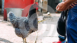 Hen feeding. boy and man are fed from hands a black chicken with a red comb.