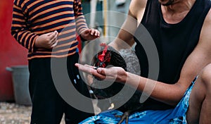 Hen feeding. boy and man are fed from hands a black chicken with a red comb.