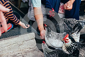 Hen feeding. boy and man are fed from hands a black chicken with a red comb.