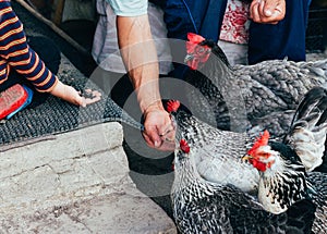 Hen feeding. boy and man are fed from hands a black chicken with a red comb.