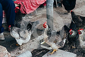 Hen feeding. man are fed from hands a black chicken with a red comb.