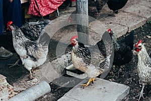 Hen feeding. man are fed from hands a black chicken with a red comb.