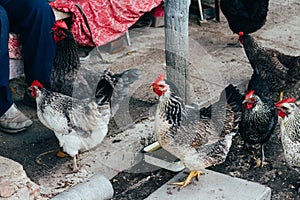 Hen feeding. man are fed from hands a black chicken with a red comb.