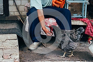 Hen feeding. man are fed from hands a black chicken with a red comb.