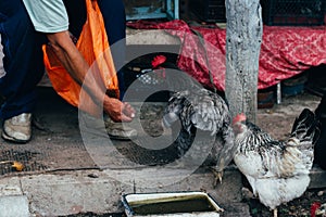 Hen feeding. man are fed from hands a black chicken with a red comb.