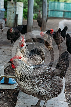 Hen feeding. man are fed from hands a black chicken with a red comb