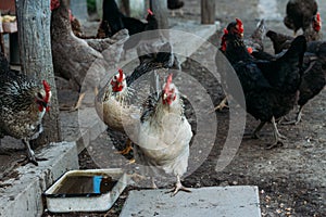 Hen feeding. man are fed from hands a black chicken with a red comb