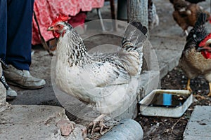 Hen feeding. man are fed from hands a black chicken with a red comb