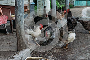 Hen feeding. man are fed from hands a black chicken with a red comb