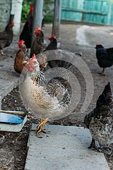 Hen feeding. man are fed from hands a black chicken with a red comb