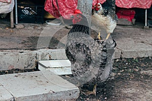 Hen feeding. man are fed from hands a black chicken with a red comb