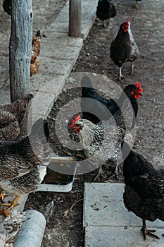 Hen feeding. man are fed from hands a black chicken with a red comb