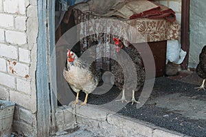 Hen feeding. man are fed from hands a black chicken with a red comb