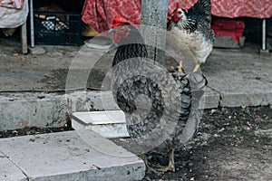 Hen feeding. man are fed from hands a black chicken with a red comb