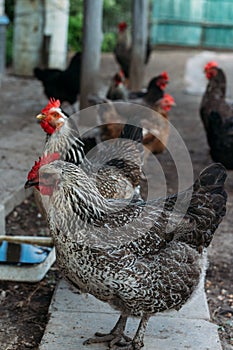 Hen feeding. man are fed from hands a black chicken with a red comb