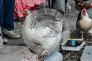 Hen feeding. man are fed from hands a black chicken with a red comb